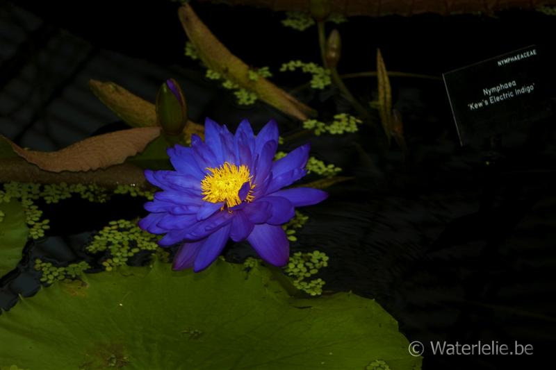 N. 'Kew's Electric Indigo'